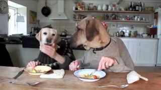 Funny dogs in a restaurant. Cool joke!