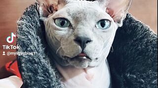 My cat isn't impressed