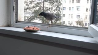 "Weather misfortunes do not interfere with the bird's lunch: a unique moment on my windowsill!"