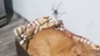 The Spider vs The Cat