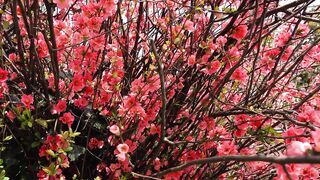 Nutrare Full HD Cherry blossoms