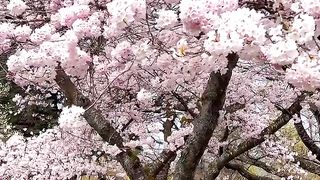 Nutrare Full HD Cherry blossoms