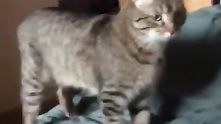 Кот уговаривает хозяина погулять