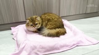 ????So funny and cute! A group of chicks defected to the kitten. The hen admired t
