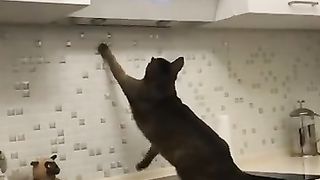 ???? Смешное видео с собаками, кошками и котятами!