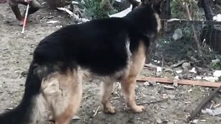 АВДІЇВКА _ Евакуація та процес адаптації вівчарки Бастера.