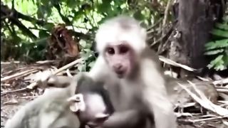Little monkeys fight until they bite