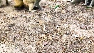 scary if a group of monkeys fight