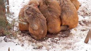 monkeys snuggle up to keep warm in the winter