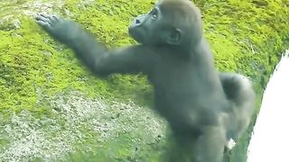 cute gorilla cub