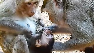 Fighting over baby monkeys