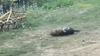 OMG- Leopard Was Too Aggressive When He Rushed Into The Village And Killed Dozens Of Innocent Dogs