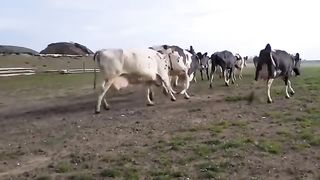 Rare Battle- Brave Maasai Indians Fight Tigers To Protect Their Livestock - Lion Vs Buffalo