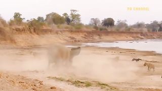 Shocking Moment When Lion Dies Painfully After Being Attacked By Africas Most Dangerous Prey
