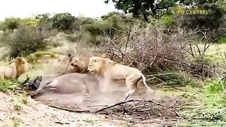 So Lucky- Buffalo Almost Died If It Wasnt For The Elephant To Save Him From The Lions Crazy Attack