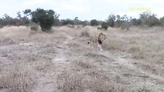 The Angry Lion Killed The Wild Dog Leader When He Encountered This Shameful Scene