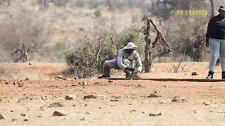 The Brave Animal Rescue Team Successfully Rescued Tiger Stuck In The Fence - Animals Rescue