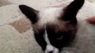 семья кошек