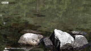 Это Насекомое Невозможно Убить Даже Микроволновкой
