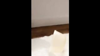 FUNNY CATS MEMES COMPILATION V39.
