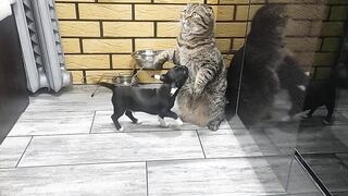 Кот и вредный пëс.