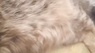 У меня это кот такой наглый или у всех.