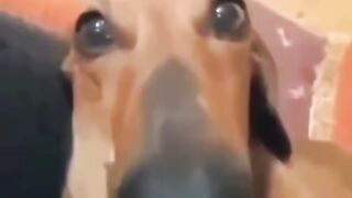 cheese dog