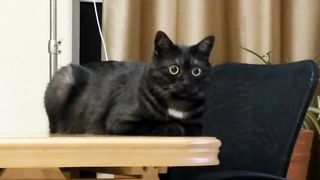 Кот слушает сообщение по вотсапу от мамы