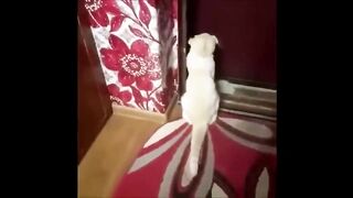 Говорящие животные