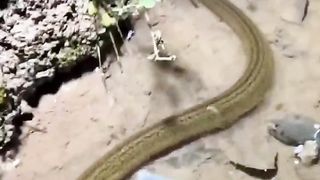 Harvesting Eels When the Swamp Water Is High