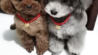 Amazing video