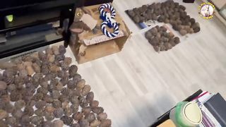 Белка и орехи (Новая партия кедровых шишек) ????️ Squirrel and nuts.