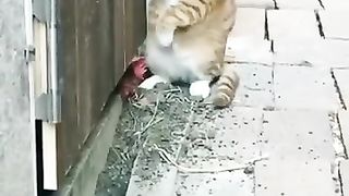 Cosa succede quando un super Gatto si avventura in campagna