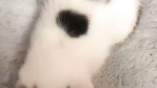 #231????CATS???? FUNNIEST VIDEO