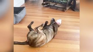 Dog Found An Injured Parrot And Replaced His Mother! Now Helps Him Recover.