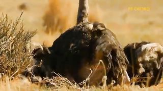 The Ostrich Subjectively Falls Into The Leopards Trap - Can The Ostrich Escape This Cruel Hunt