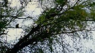 Too Foolish- Leopard Foolishly Killed The Leader Of The Monkeys- Causing Him To Pay A Heavy Price
