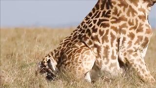Too Reckless- Hungry Lions Invade Maasai Territory To Hunt Giraffes And End Up Humiliating