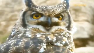 What Will Happen When A Lion And A Leopard Team Up To Hunt A Giant Eagle Lion Vs Buffalo
