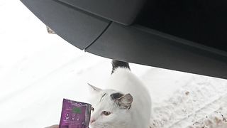просто покормил котика