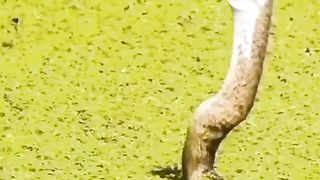 Awesome video ????????