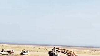 Baby giraffe saves life