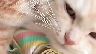 ???? Самые красивые и милые коты в мире!