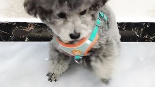 Amazing video