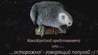Осторожно)! - Говорящий Попугай .