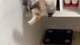 CATS & DOGS FUNNY