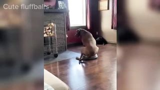 Funny Dogs And Cats Videos
