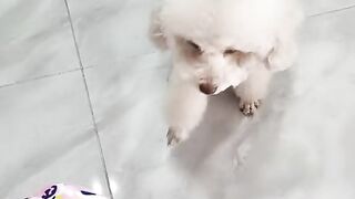 Amazing video