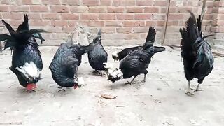 They don't go for treatment of head hair