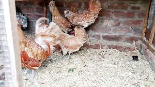 The chicken are not